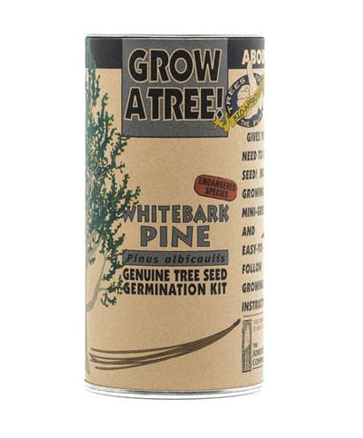 Whitebark Pine Seed Grow Kit